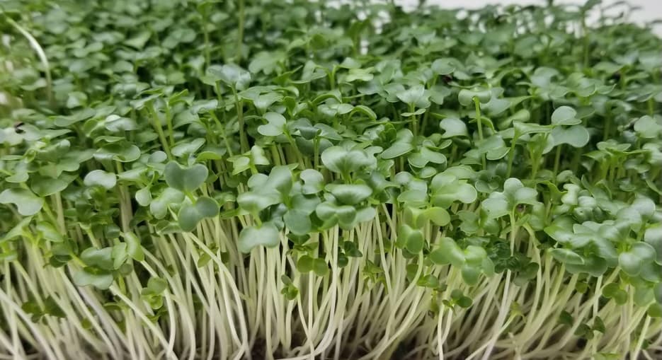 Fresh broccoli microgreens