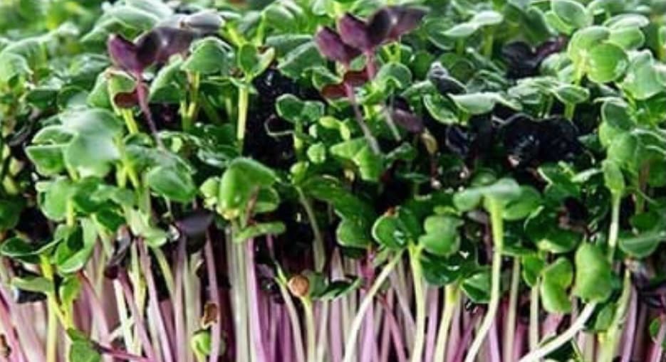 Colourful mix of radish microgreens