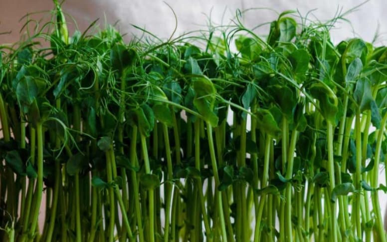 Fresh green pea shoot microgreens