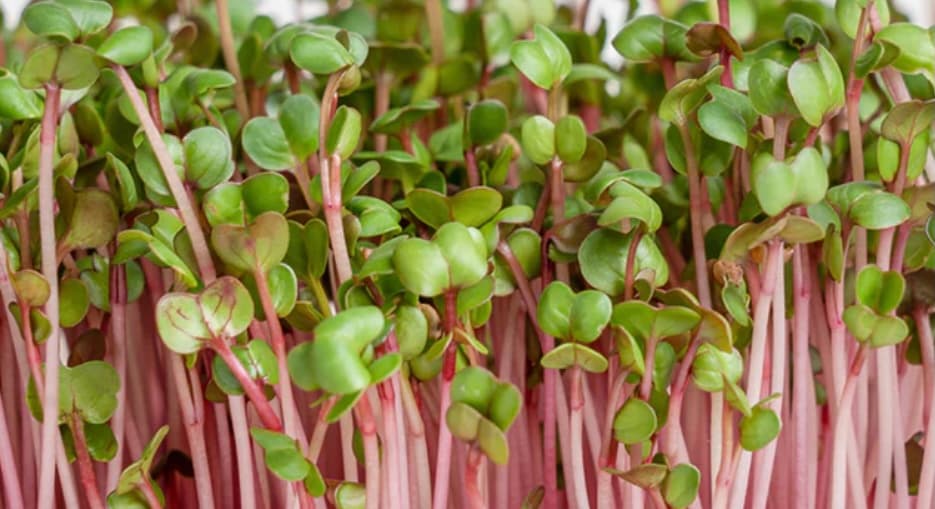 Pink radish microgreens with beautiful stems