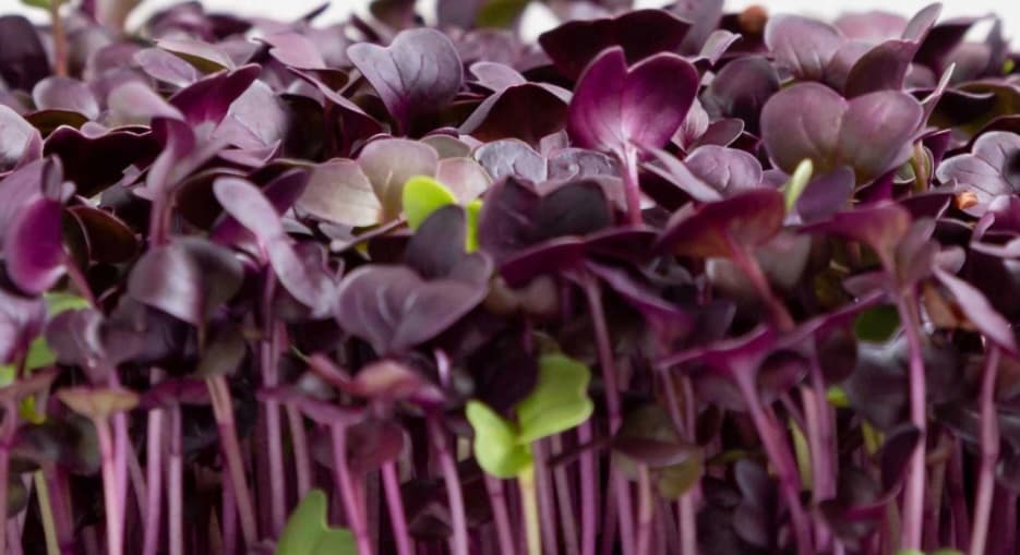 Purple radish microgreens with vibrant stems