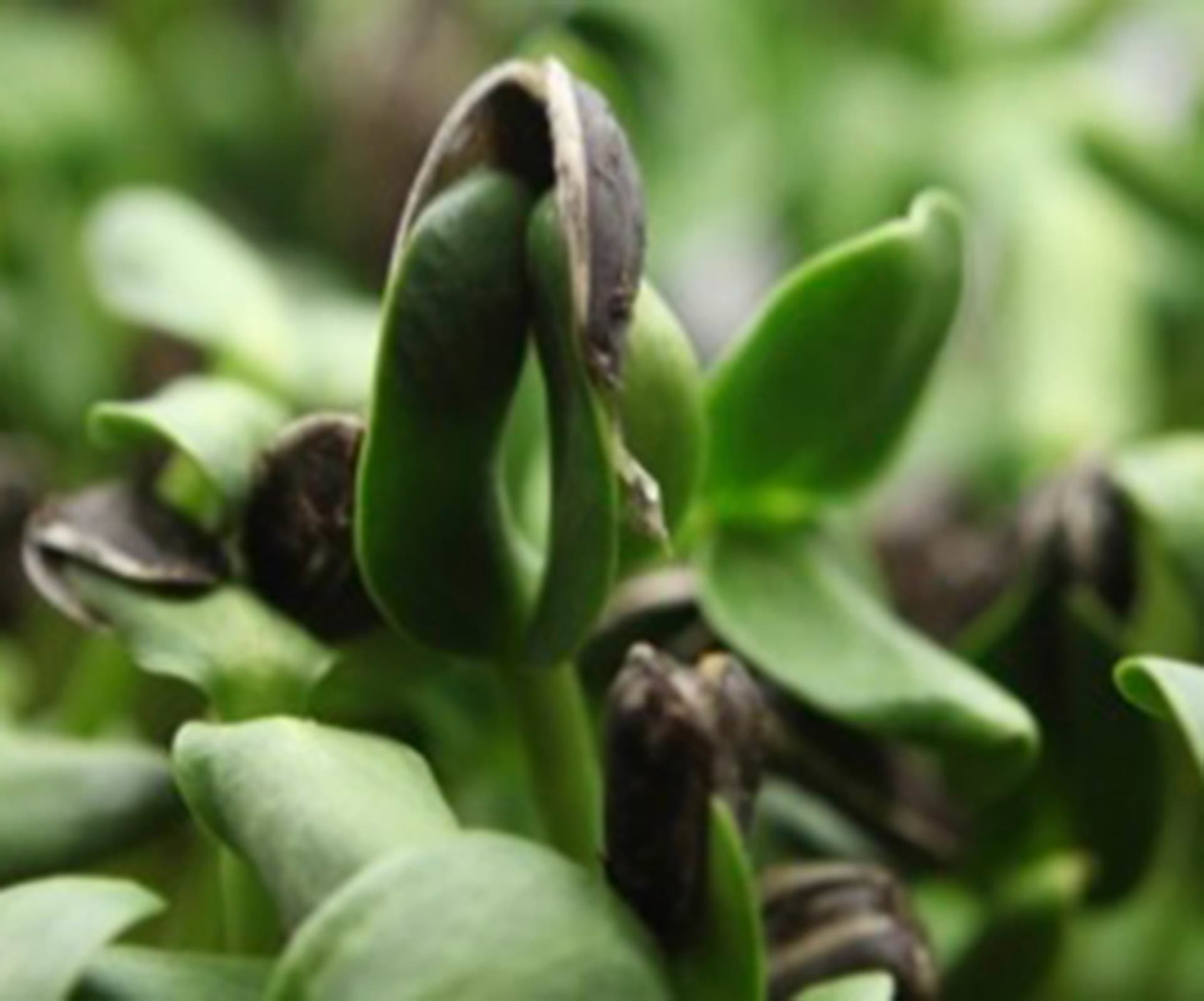 Microgreens and Avocado Toast