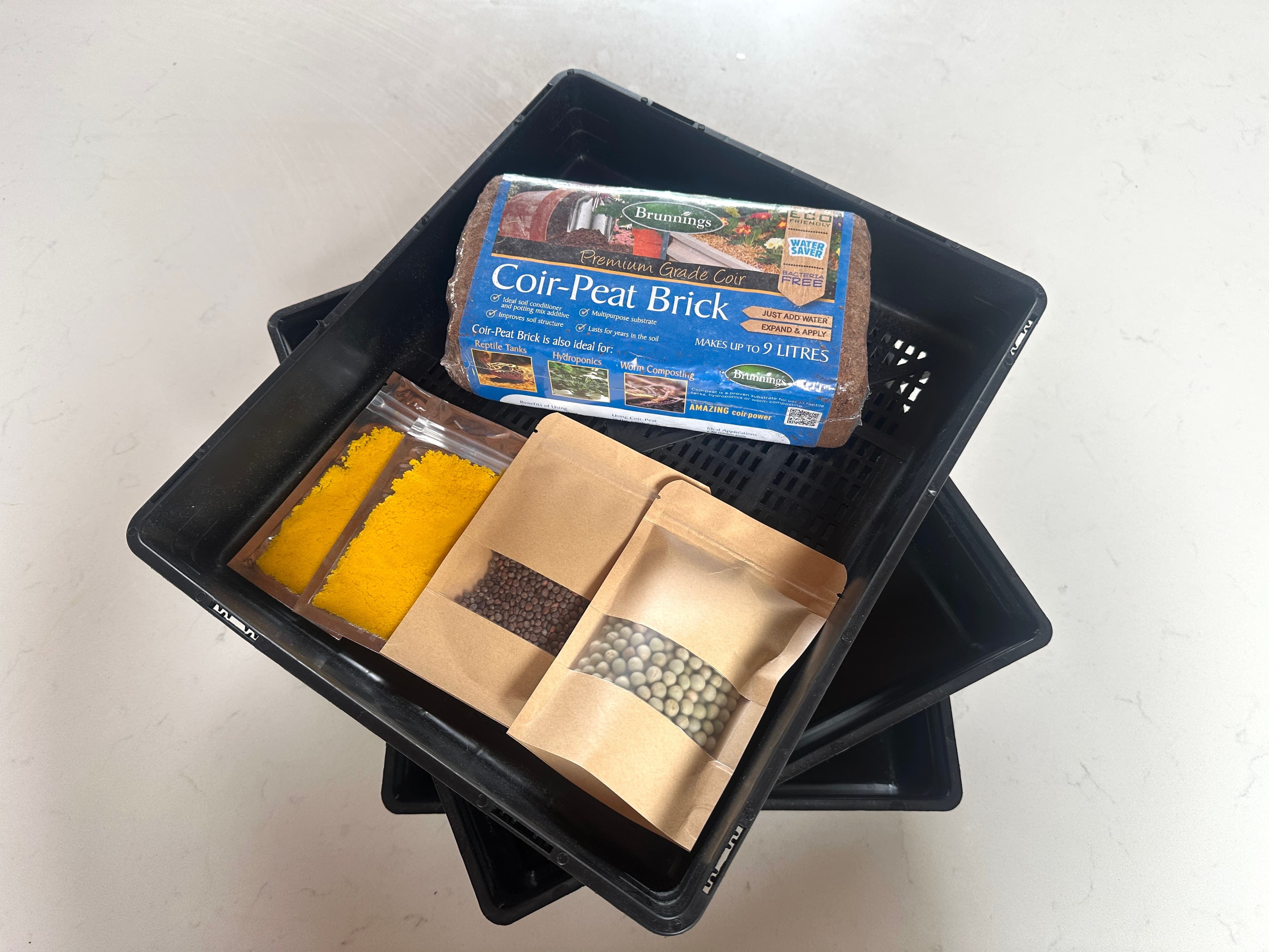 Fresh broccoli microgreens growing in a tray