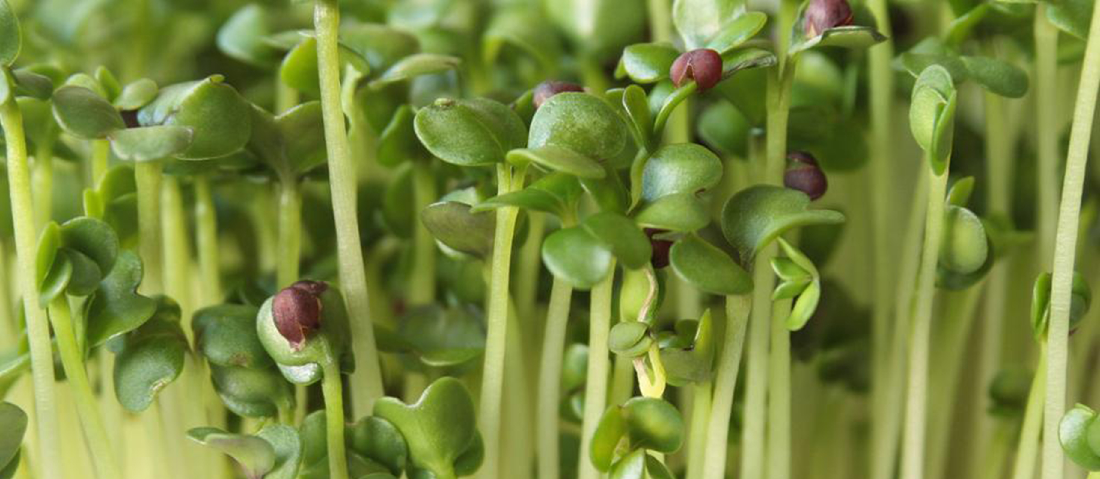 Fresh broccoli microgreens growing in a tray at Mount Victoria